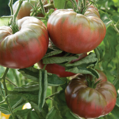 3$ Lb Marnero Tomatoes