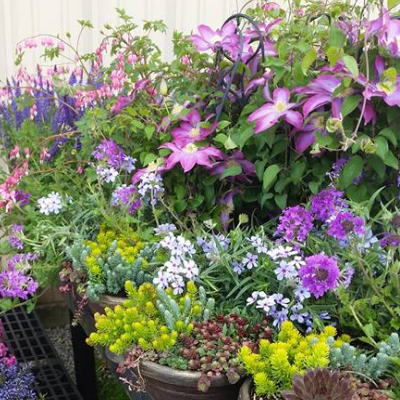 Assorted Perennials, Mixed Containers, And Sub-Tropical Plants
