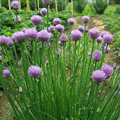 Chives Plants