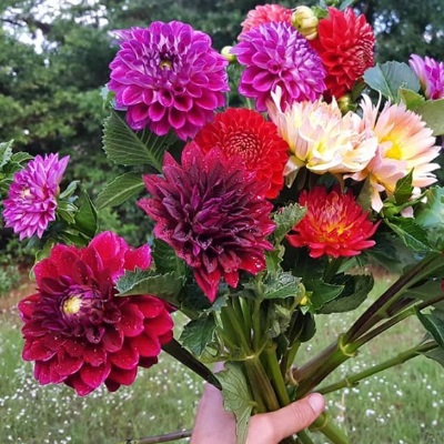 Naturally Grown Dahlia Flowers