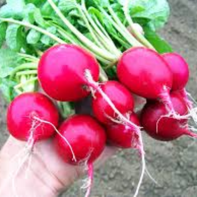 Cherry Belle Radish