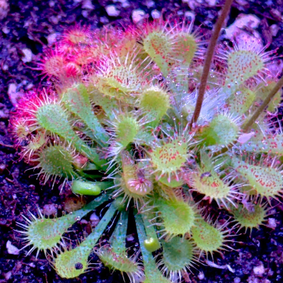 Sundews Droses