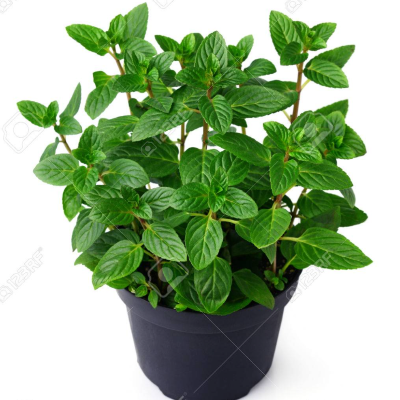 Mint Plants