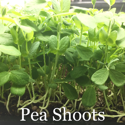 Pea Shoot Microgreen