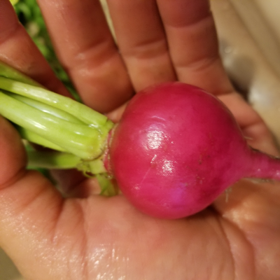 Garden Fresh Vegetables & Fruits