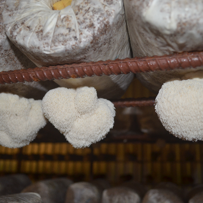 Lions Mane Mushrooms Fresh