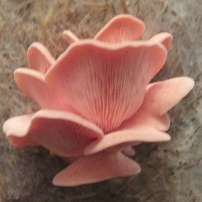 Pink Oyster Mushrooms