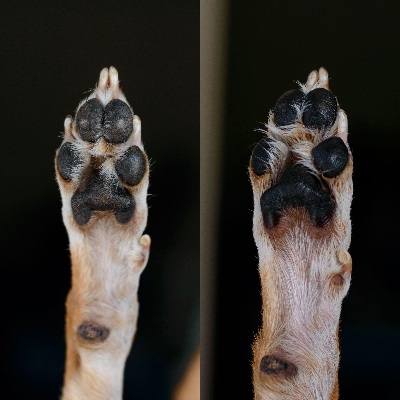 Cleansing Calendula Dog Paw Balm