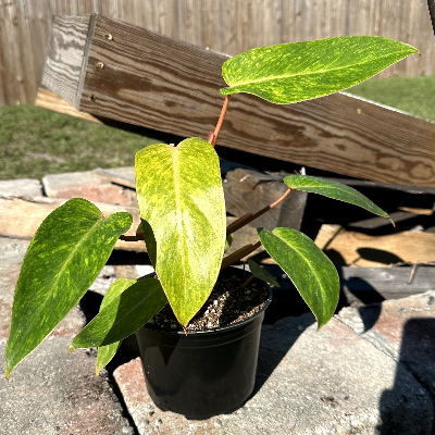 Philodendron Painted Lady