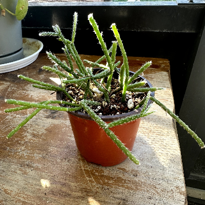 Rhipsalis Pilocarpa