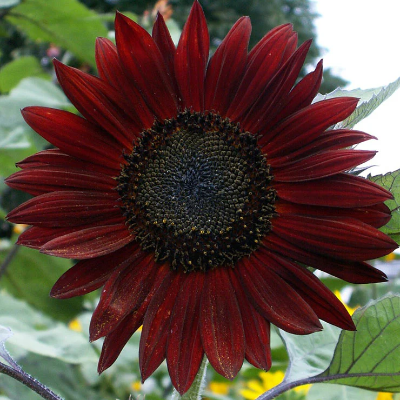 Sunflower, Chocolate Cherry
