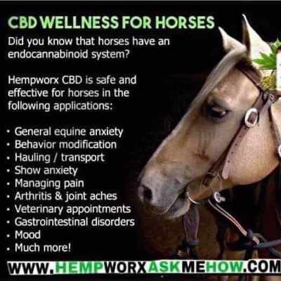 Cbd Oil And Treats For Pets