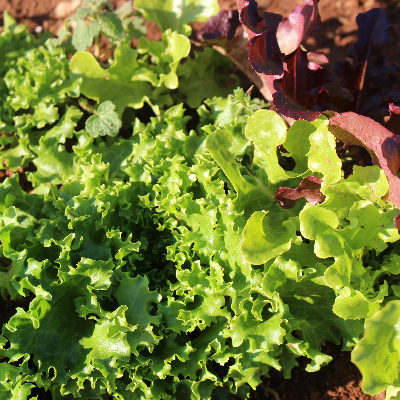 Greens/ Arugula, Mizuna, Lettuces, Spinach, Chard, Collard, Kales, Cress