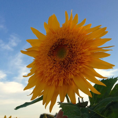 Fresh-Cut Flowers