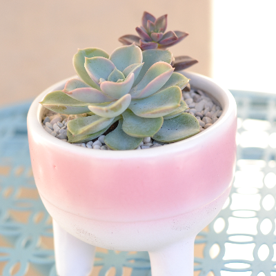 Sample Of Mug Planters