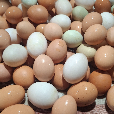 Free Range Chicken Eggs