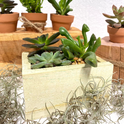 Succulent/ Solo Clay Mini Pot