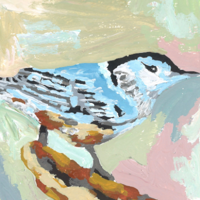 Nuthatch
