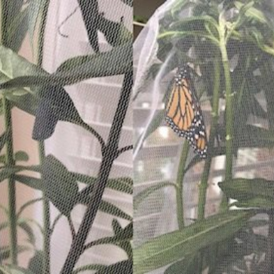 Monarch Butterfly Life Cycle Kits