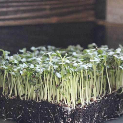 Golden Acre Cabbage Microgreens