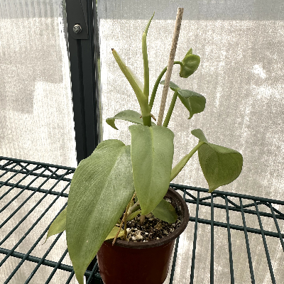 Philodendron Bipennifolium