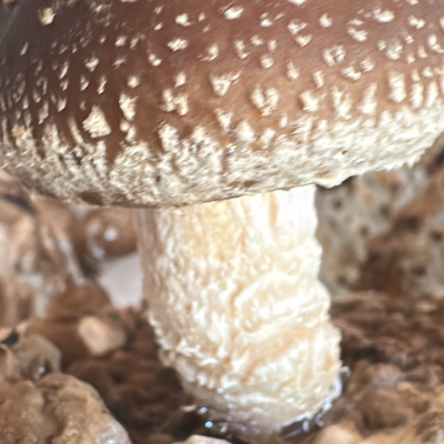 Shiitake