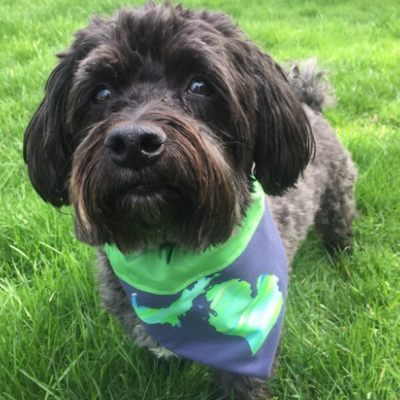 Dog Bandana