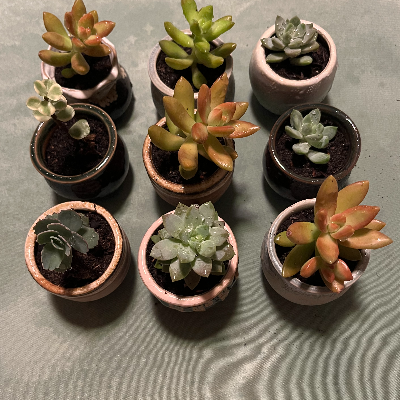 Teeny Ceramic Pot With Assorted Succulent