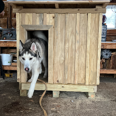 Dog House