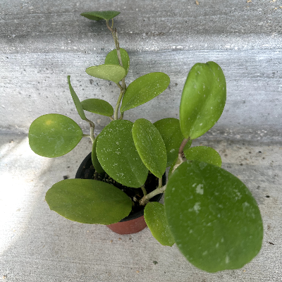 Hoya Obovata