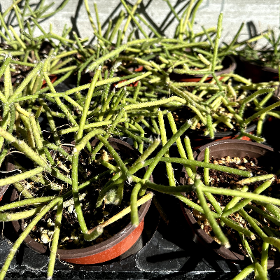 Rhipsalis Pilocarpa