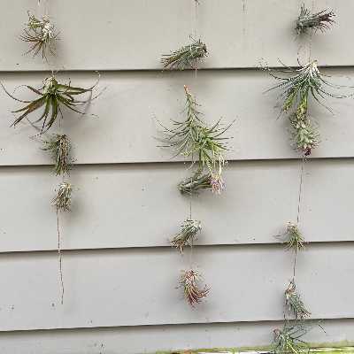 Variety Of Air Plants