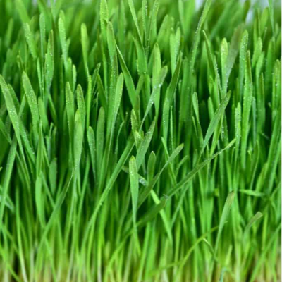 Micro Wheatgrass