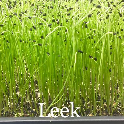 Leek Microgreen