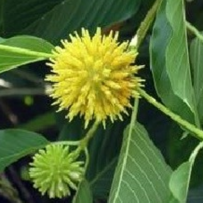Kratom