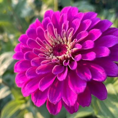 Fresh-Cut Flowers