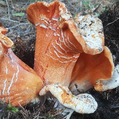 Fresh Wild Mushrooms