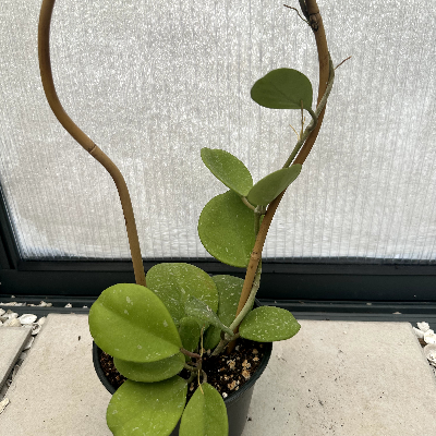 Hoya Obovata