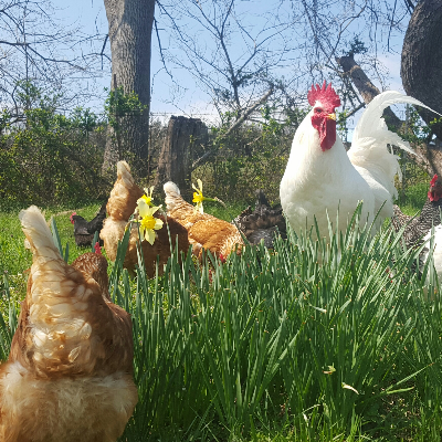 Free Range Eggs