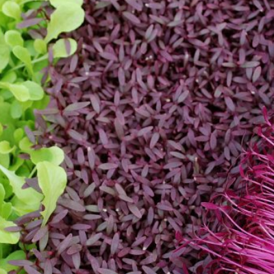 Microgreens