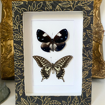 Butterfly Shadow Box Frame