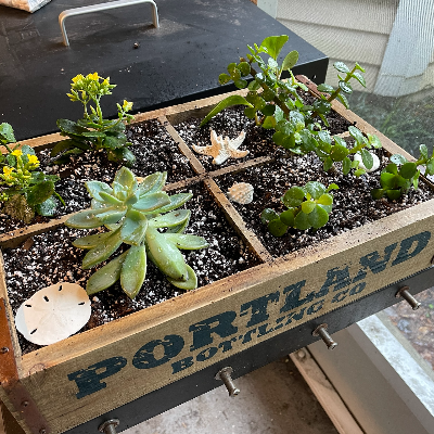 Four-Sectioned Planter With Succulents And Houseplants