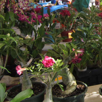 Tropical Herbs And Spice Plants