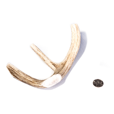 Medium Whole Antler Dog Chew (Elk Or Deer)