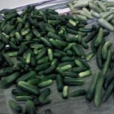 Cucumbers