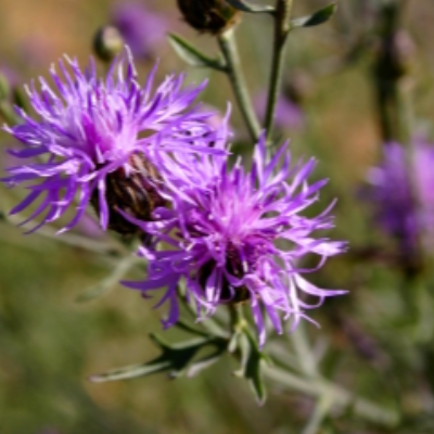 Star Thistle Blossom Honey