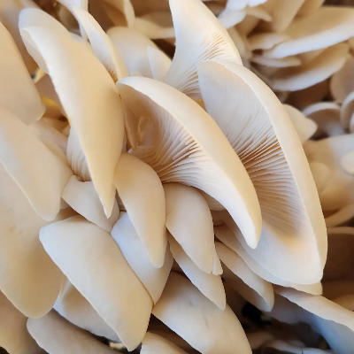 Mushrooms 🍄