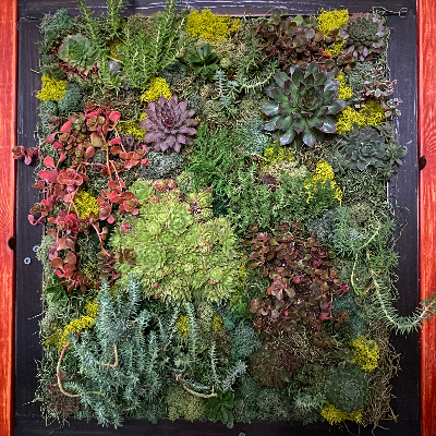 25x25" Hardy Living Wall