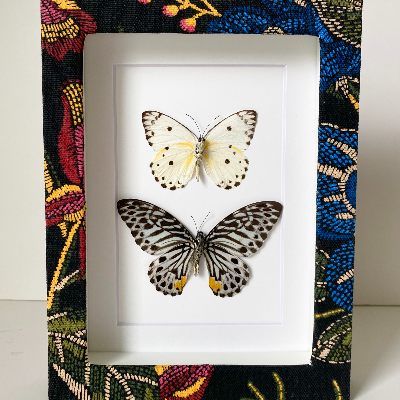 Butterfly Shadow Box Frame
