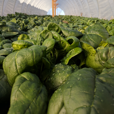 Baby Spinach